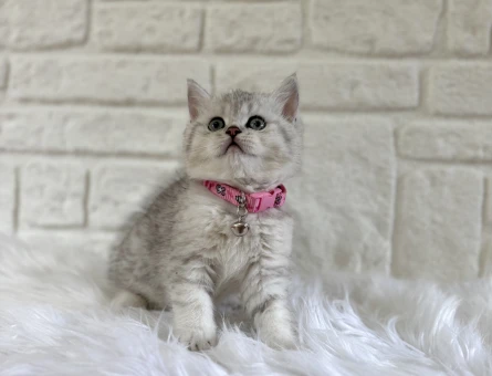 British Shorthair Tatlı Kızımız Silver Point