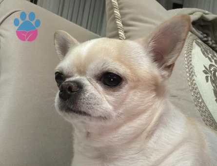 APPLE HEAD CHIHUAHUA OĞLUMA EŞ ARIYORUM