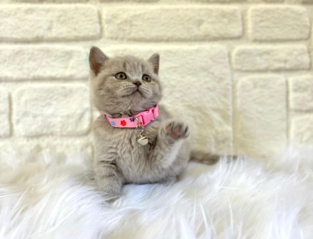 Nadir Renk British Shorthair Lilac Yavrumuz