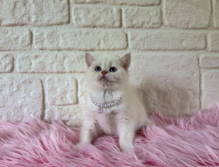Sıcakkanlı British Shorthair Blue point Dişi