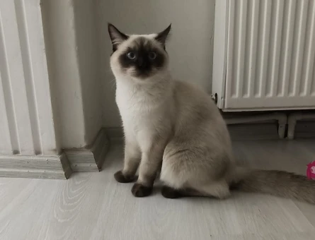 British Shorthair Mavi gözlü yavru Kedim Eş Arıyor