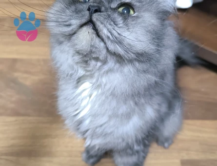 Chincilla 2 Yaşında Erkek Yuva Arıyor