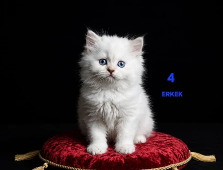 British Shorthair Pamuk Şeker yuva Arıyor - 4481