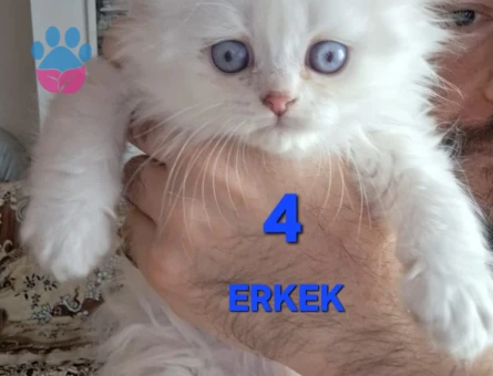 British Shorthair Pamuk Şeker yuva Arıyor