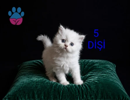 British Shorthair Pamuk Şeker yuva Arıyor