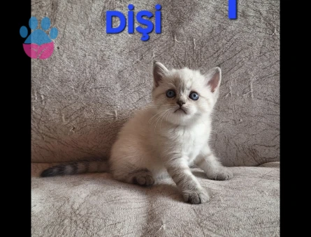 British Shorthair Pamuk Şeker yuva Arıyor