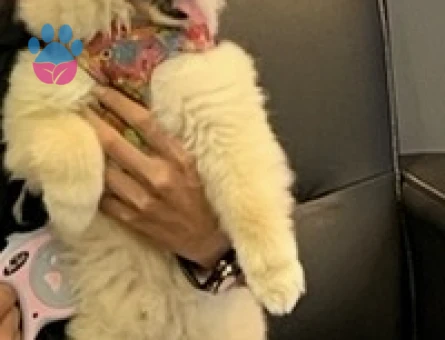 Poomeranian Boo 1 Yaşında Köpeğim Eş Arıyor - 118984093