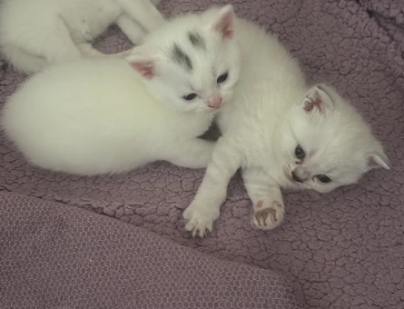 British Shorthair Dişi ve Erkek Yuva Arıyor - 4484
