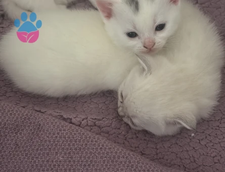 British Shorthair Dişi ve Erkek Yuva Arıyor