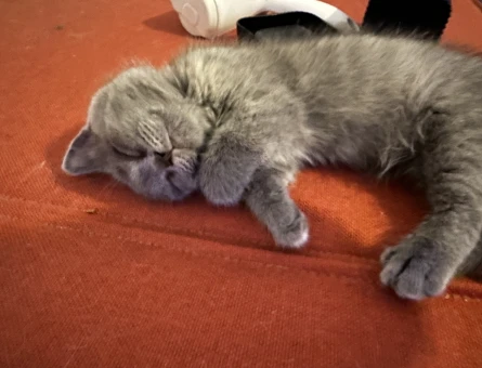 Scottish Fold British Shorthair Yavrular - 4485