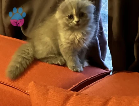 Scottish Fold British Shorthair Yavrular