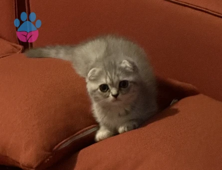 Scottish Fold British Shorthair Yavrular