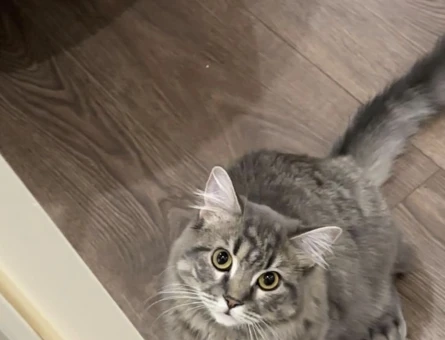 British Longhair 1 Yaşında Yuva Arıyor - 4487