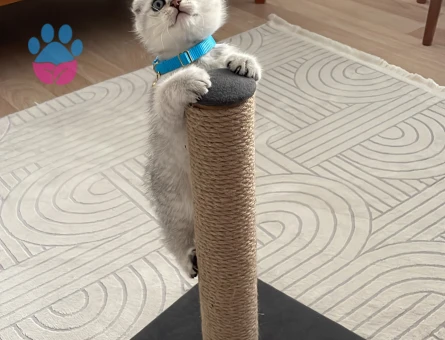 Scottish fold 3 Aylık Erkek