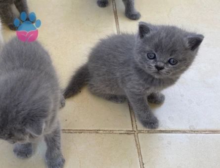 1 Yaşında Scottish Fold Kedim