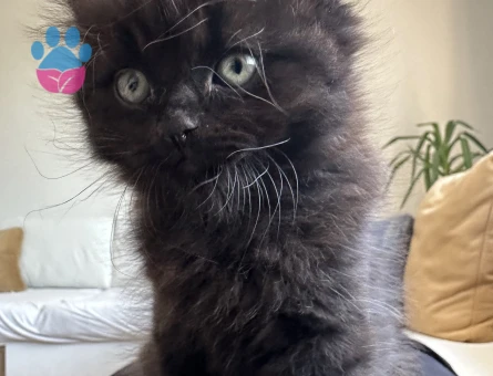 Himalayan 2 Aylık Yuva Arıyor