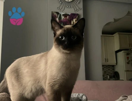 1 yaşında erkek siyam kedi