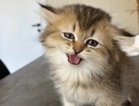 British LongHair Uzun tüylü yavrularım - 5010