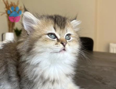 British LongHair Uzun tüylü yavrularım