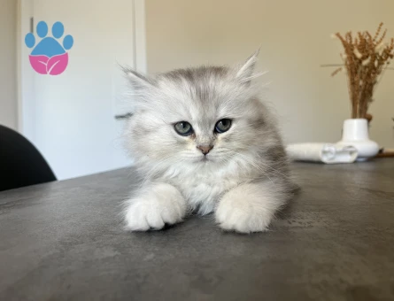 British LongHair Uzun tüylü yavrularım