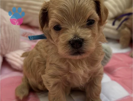SAFKAN KORE MALTİPOO YAVRULARIMIZ - 5012