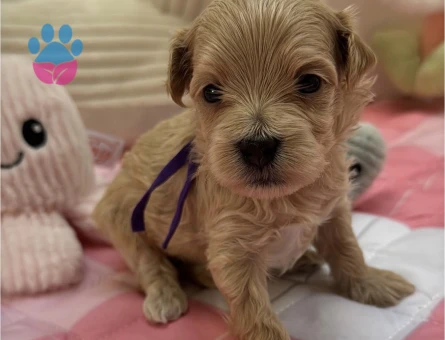 SAFKAN KORE MALTİPOO YAVRULARIMIZ
