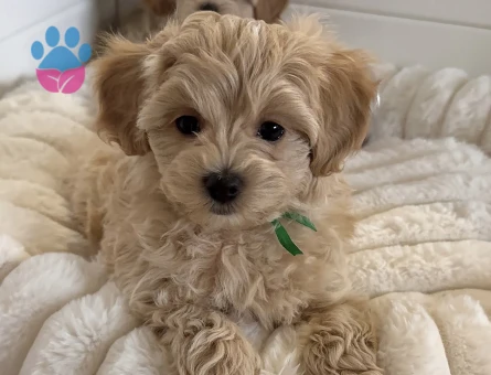 WC EĞİTİMLİ MALTİPOO YAVRULARIMIZ - 5014
