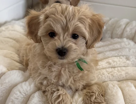 WC EĞİTİMLİ MALTİPOO YAVRULARIMIZ - 5014