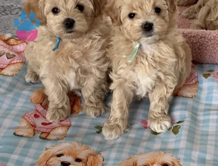 WC EĞİTİMLİ MALTİPOO YAVRULARIMIZ