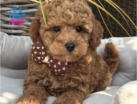 RED TOY POODLE YAVRULARI - 5015