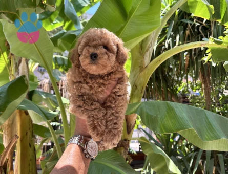 Dünyalar güzeli toy poodle
