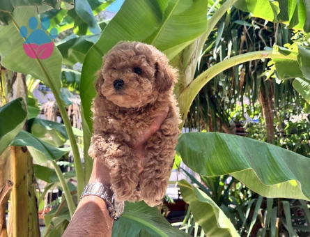 Dünyalar güzeli toy poodle