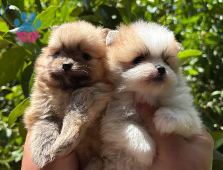 Pomerian boo yavrularım sağlık ve ırk garantilidir