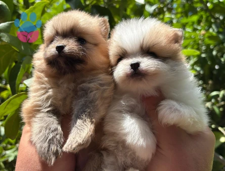 Pomerian boo yavrularım sağlık ve ırk garantilidir
