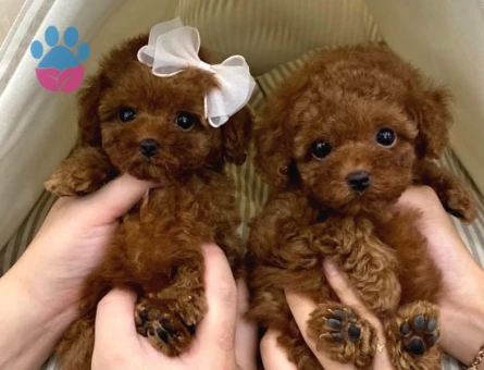 toy poodle yavrularım sağlı ve ırk garantilidir