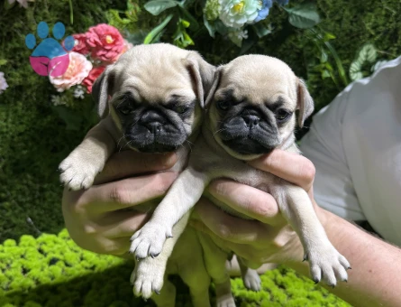 Mini pug bebekler