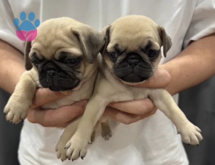 Mini pug bebekler