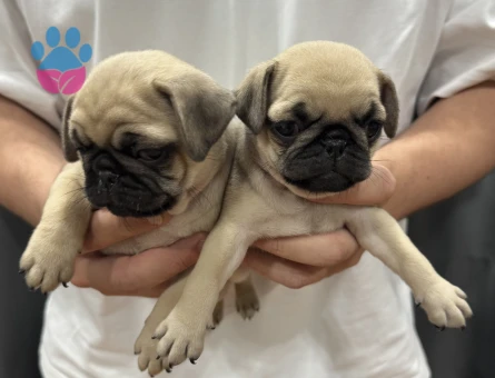 Mini pug bebekler