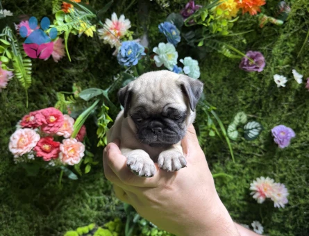 Simit kuyruk pug yavrular