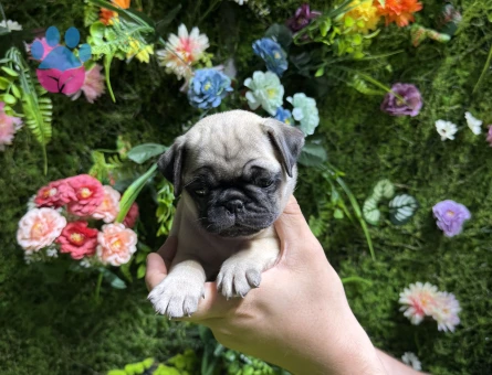 Simit kuyruk pug yavrular