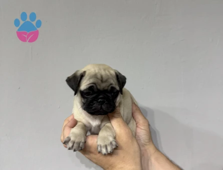 Krem renk pug bebekler