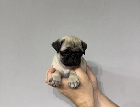 Krem renk pug bebekler - 5025