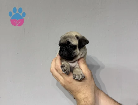 Krem renk pug bebekler