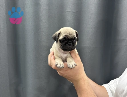 Evinizin bebeği pug