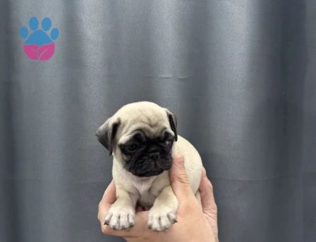 Evinizin bebeği pug
