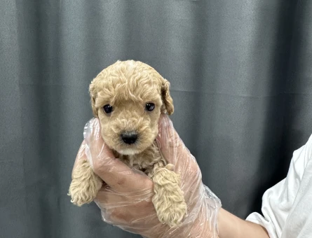 0 numara baby face maltipoo yavrular - 5028