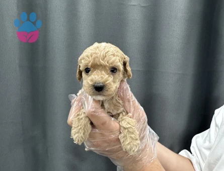 0 numara baby face maltipoo yavrular