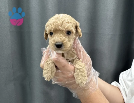 0 numara baby face maltipoo yavrular