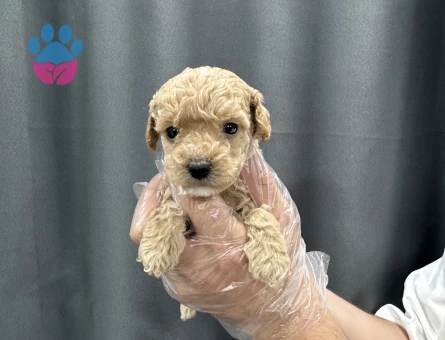 0 numara baby face maltipoo yavrular