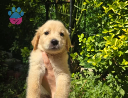 Golden retriever 3 Aylık Erkek